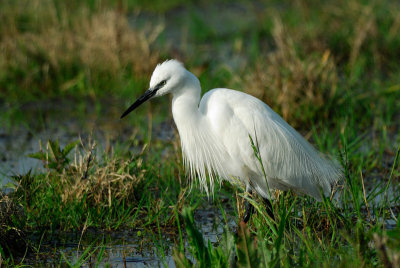 Little Egret