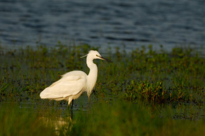 Little Egret