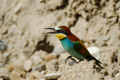 European Bee-eater