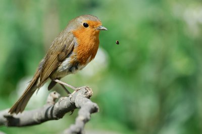 European Robin