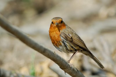 European Robin