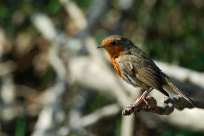 European Robin