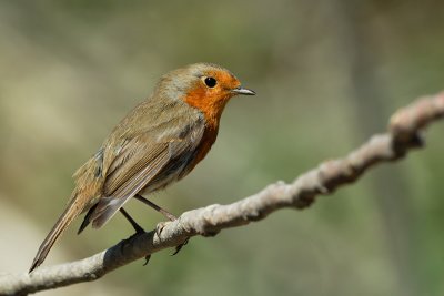 European Robin