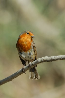 European Robin