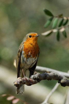 European Robin