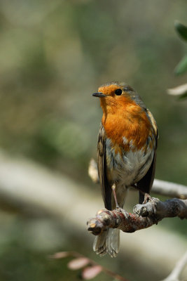 European Robin