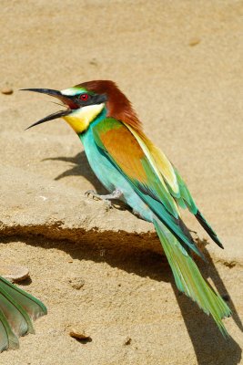 European Bee-eater