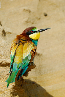 European Bee-eater