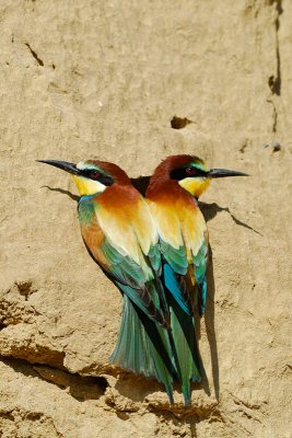 European Bee-eater