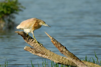 g3/78/843378/3/96143123.A6pWdekA.jpg