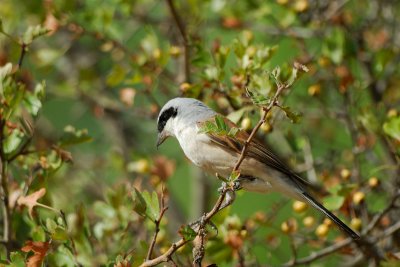 Red-backed Shrike