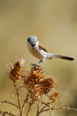 Red-backed Shrike
