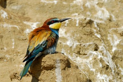 European Bee-eater