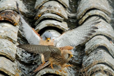 Lesser kestrel