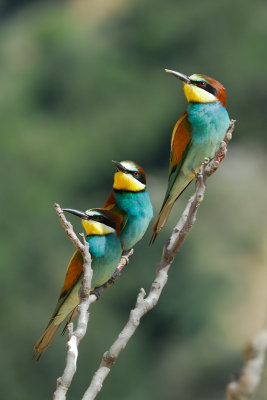 European Bee-eater