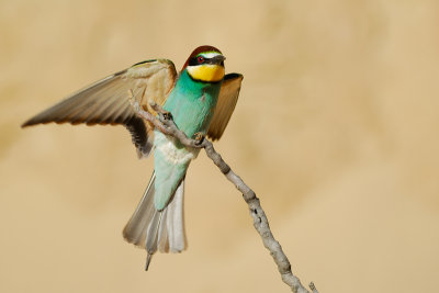 European Bee-eater