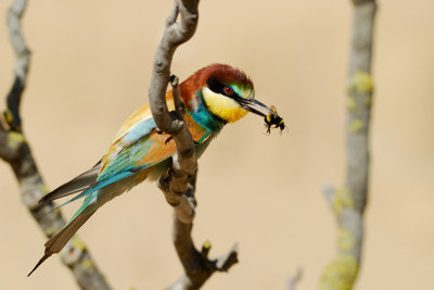 European Bee-eater