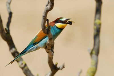 European Bee-eater