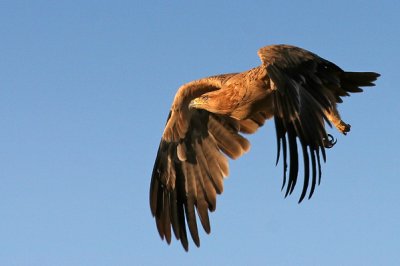 Tawney Eagle 2