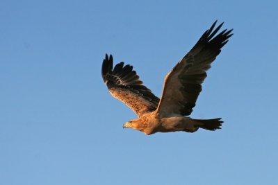 Tawney Eagle 4