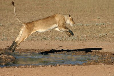 Lioness at Borehole No 14