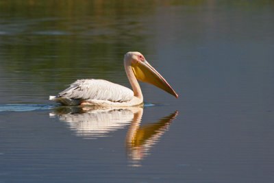 African White Pelican