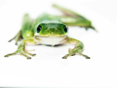 Froggy 4 final.jpg