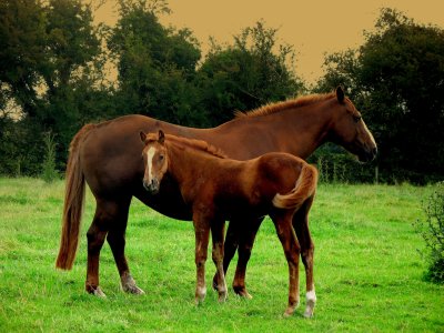 irish horses