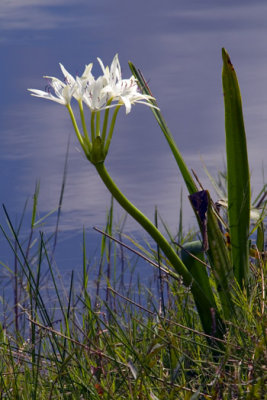 EVERGLADES  4 171 White flower 1 verti.jpg