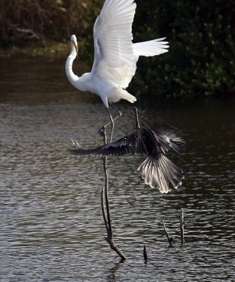 EVERGLADESCommon Egret and Anhinga 3 ings 20 076.jpg