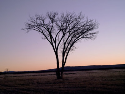 Tree sunrise 0408BDA.jpg