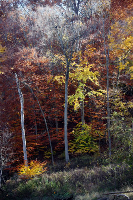Trees color_5624 .jpg