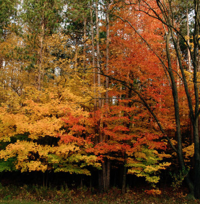 Trees of color_Panorama1.jpg