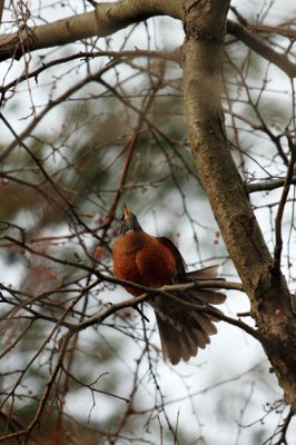 OHIO  Robin faning tail-6159.jpg