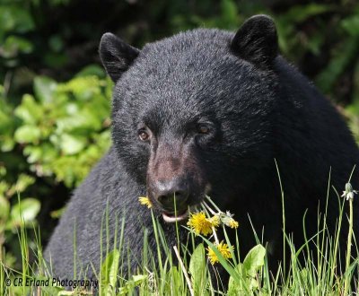 Black Bears of the North Island: Multiple Galleries