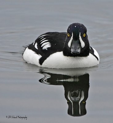 Barrows Goldeneye Reflection