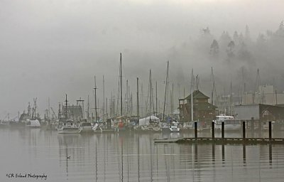 Foggy Morning at the Bay