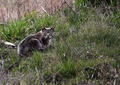 Grey Cat