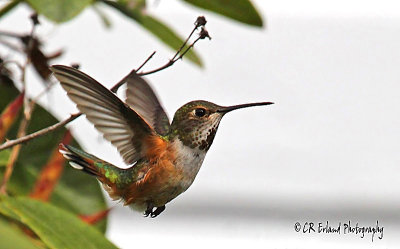 Hummingbird Dance