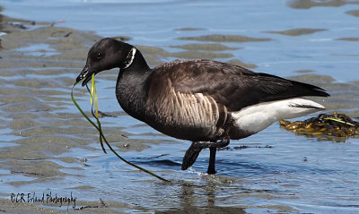 Geese: Black Brant