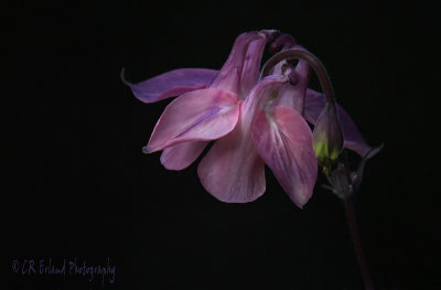 Columbine