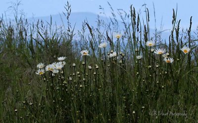 Daisies