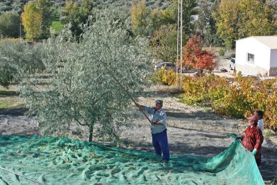 HARVESTING OLIVES IN SPAIN