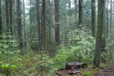 TOULUMNE GROVE