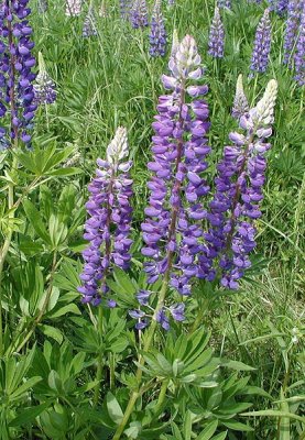 ACADIA FLOWERS