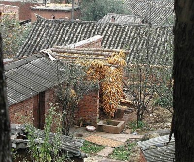 CORN DRYING  (photo by: CBS)