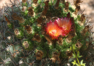 ARIZONA CACTUS