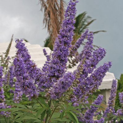 BERMUDIAN BEAUTY