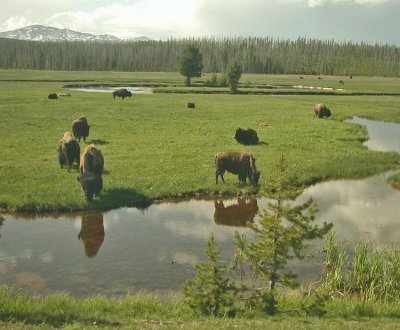 YELLOWSTONE BISON