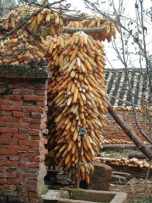 CORN DRYING